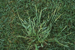 lawn weeds